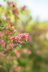 Pink Tree Blossoms
