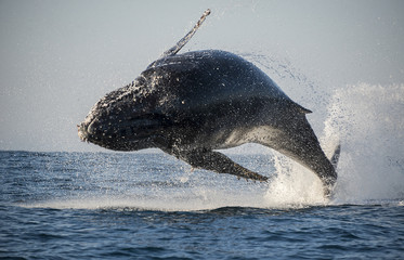 Fototapeta premium Humpback whale breaching during the annual sardine run along the east coast of South Africa.