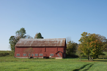 A large, old red barn seen in profile with blue sky above, green grassy pasture in the foreground and dairy cows next to the barn. Photographed in natural light. 