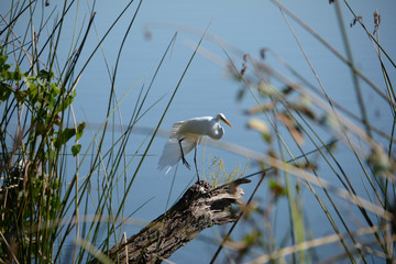 Beautiful White Crane on the Lake