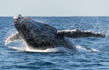 Humpback whale breaching during the annual sardine run along the east coast of South Africa.