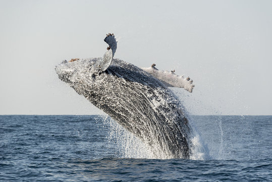 Humpback Whale Breaching During The Annual Sardine Run Along The East Coast Of South Africa.