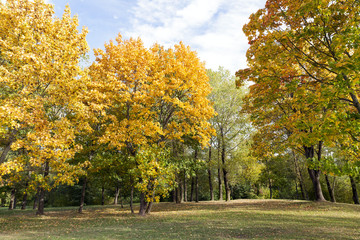 Naklejka premium yellowed maple trees in autumn