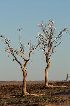 Corellas and Galahs in dead trees, Windorah