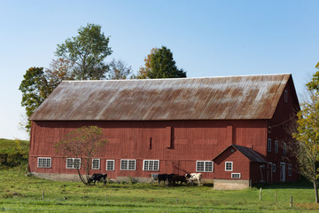 A large, old red barn seen in profile with blue sky above, green grassy pasture in the foreground and dairy cows next to the barn. Photographed in natural light.