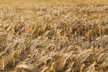 farm field cereals