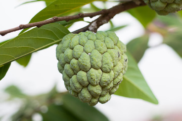 Custard apple tropical fruit on green tree