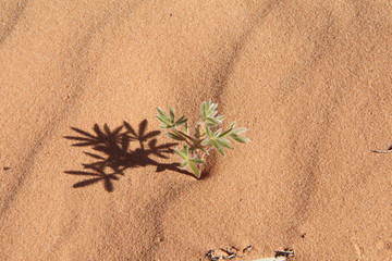 Shadow of small plant in Arches National Park