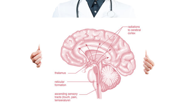 Doctor and Anatomy of human brain for basic medical education