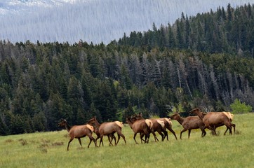 A herd of elk crossing a field! 