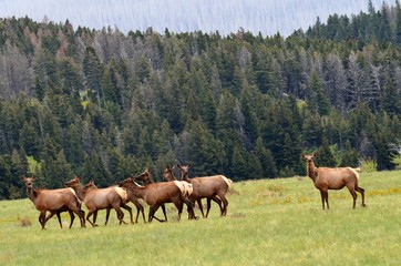 Elk in the wild!  