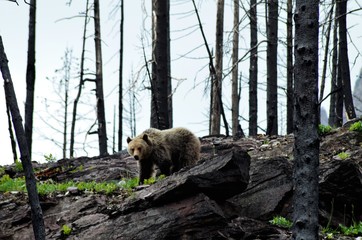 Grizzly bear looking for food after the fire! 