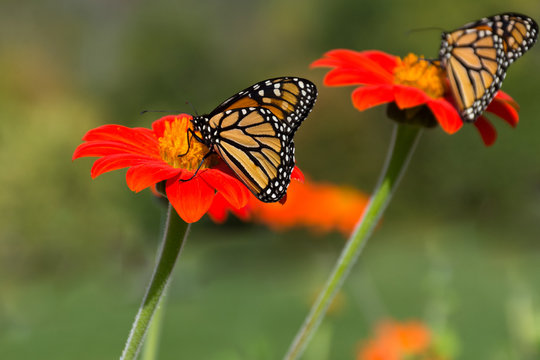 Monarch butterflies feeding on the pollen of bright orange gerbera daisies. Photographed with shallow depth of field in natural light.