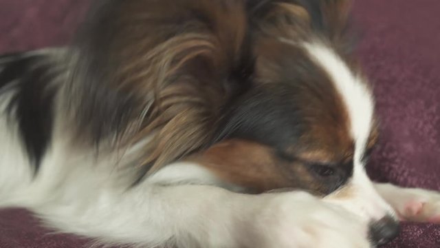 Papillon Continental Toy Spaniel puppy gnaws dried leg of mutton stock footage video