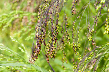 agricultural field with green