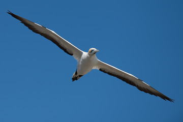 Australasian gannet