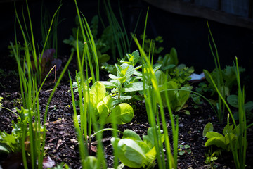 Obraz premium Veggie Garden