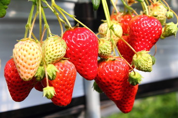 Strawberry / strawberry in the farm at spring © 政昭 大橋