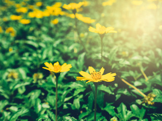 Beautiful yellow flowers with spring background at sunset light