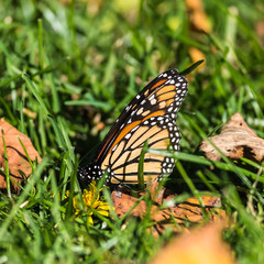 Monarch Butterfly
