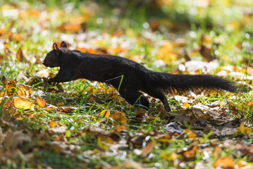 Running Black Squirrel