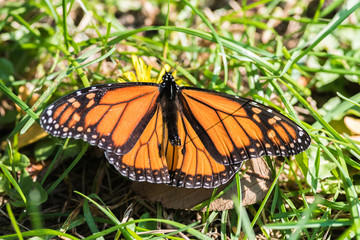 Monarch Butterfly
