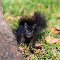 Black Squirrel