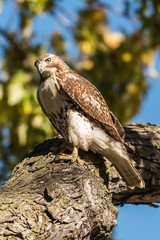 Red-Tailed Hawk 