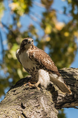 Red-Tailed Hawk 