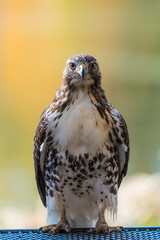 Red-Tailed Hawk 
