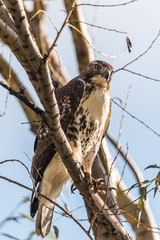 Red-Tailed Hawk 
