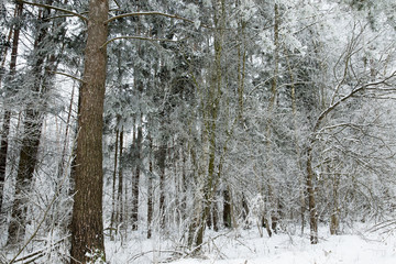 Winter trees, close-up