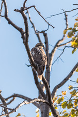 Falcon on a Branch