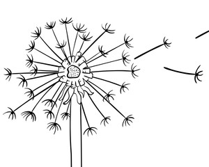 Dandelion. He is flying. the black. Manual drawing. For your design.