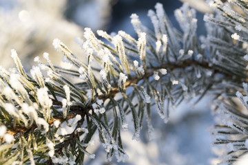 Pines in the frost