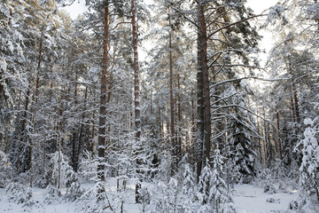 pine forest in winter