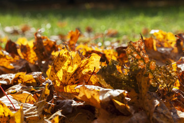 Yellow foliage, autumn