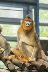 China's unique precious animals, Golden Snub-nosed Monkey/ Rhinopithecus roxellanae