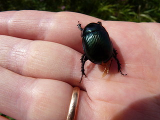 beetle on hand