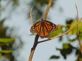 Monarch butterfly clinging to a branch