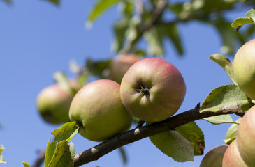 apple on a tree