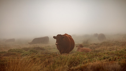 Red Ruby in the Mist