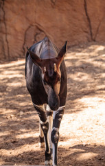 Okapi, Okapia johnstoni, live in the tropical rainforest