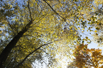 Yellow maple foliage