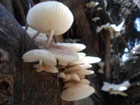 zetas champi&ntilde;on hongos  y alucinogenos 