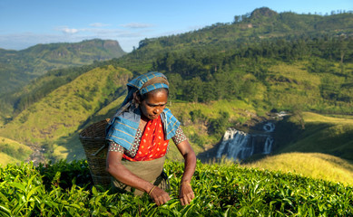 Tea picker at a plantation in Sri Lanka © Rawpixel.com