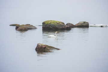 The white Swan swims in the Baltic Sea