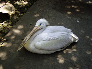 pelícano descansando