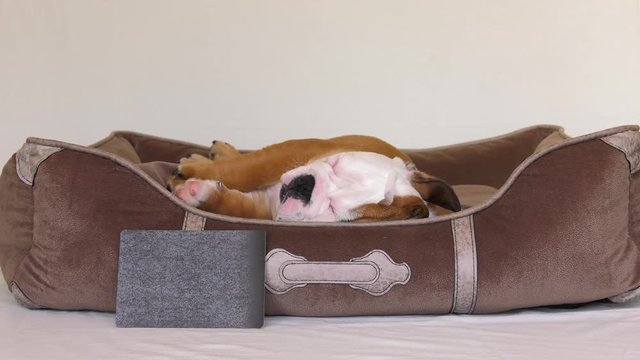 bulldog puppy sleeping and blank sign medium wide 4k