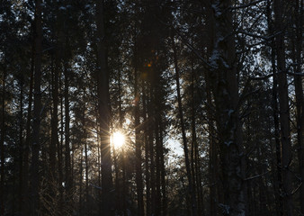 Fototapeta premium Winter forest, close-up